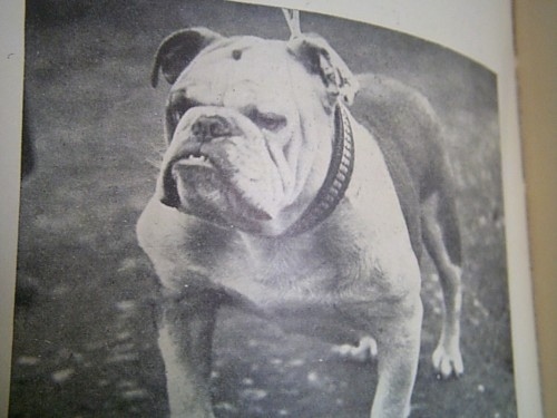 A picture of a picture of a Bulldog from the 1900s